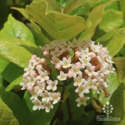 Rondeletia Amoena -Green Plant Corner apo rondeletia amoena flower