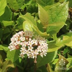 Rondeletia Amoena -Green Plant Corner apo rondeletia amoena flower leaf