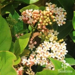 Rondeletia Amoena -Green Plant Corner apo rondeletia amoena flowers