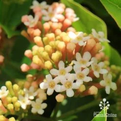 Rondeletia Amoena -Green Plant Corner apo rondeletia amoena flowers closeup