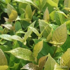 Rondeletia Amoena -Green Plant Corner apo rondeletia amoena foliage