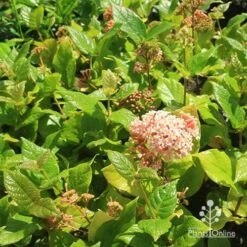 Rondeletia Amoena -Green Plant Corner apo rondeletia amoena plants