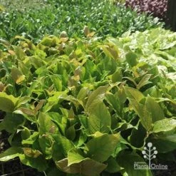 Rondeletia Amoena -Green Plant Corner apo rondeletia amoena tubestock plants