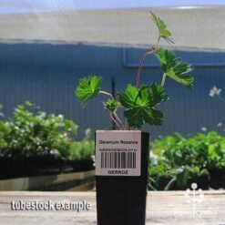 Geranium Rozanne -Green Plant Corner apo rozanne tubestock