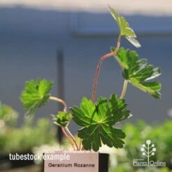 Geranium Rozanne -Green Plant Corner apo rozanne tubestock closer