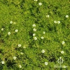 Sagina Subulata Aurea – Scotch Moss -Green Plant Corner apo sagina aurea flowers