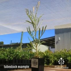 Grevillea Sandra Gordon -Green Plant Corner apo sandra gordon grevillea tubestock 1