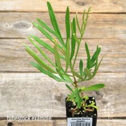 Grevillea Sandra Gordon -Green Plant Corner apo sandra gordon tubestock