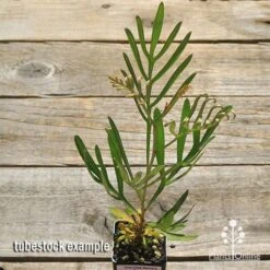 Grevillea Sandra Gordon -Green Plant Corner apo sandra gordon tubestock top