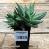 Haworthia Savanna - Succulent -Green Plant Corner apo savanna big size