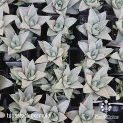 Haworthia Savanna - Succulent -Green Plant Corner apo savanna tubestocks