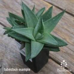 Haworthia Savanna - Succulent -Green Plant Corner apo savannah big size