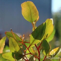 Eucalyptus Summer Scentsation - Flowering Gum -Green Plant Corner apo scentsation gum red stems
