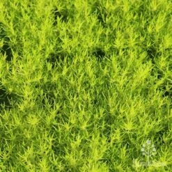 Sagina Subulata Aurea – Scotch Moss -Green Plant Corner apo scotch moss carpet