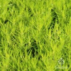 Sagina Subulata Aurea – Scotch Moss -Green Plant Corner apo scotch moss closeup