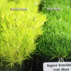 Sagina Subulata Aurea – Scotch Moss -Green Plant Corner apo scotch moss irish moss compared