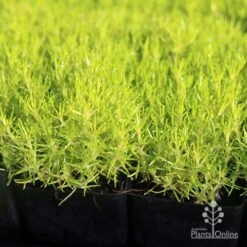 Sagina Subulata Aurea – Scotch Moss -Green Plant Corner apo scotch moss leaves