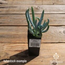 Senecio Chalk Sticks - Succulent -Green Plant Corner apo senecio chalk sticks tubestock