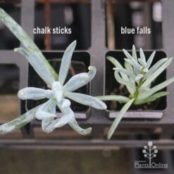 Senecio Chalk Sticks - Succulent -Green Plant Corner apo senecio chalk sticks v blue falls 1
