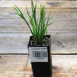 Lomandra SHARA -Green Plant Corner apo shara tubestock top