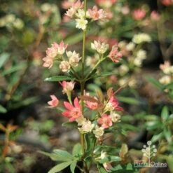 Ceratopetalum Shiraz - Christmas Bush 15 Ceratopetalum Shiraz - Christmas Bush -Green Plant Corner apo shiraz ceratopetalum true flowers
