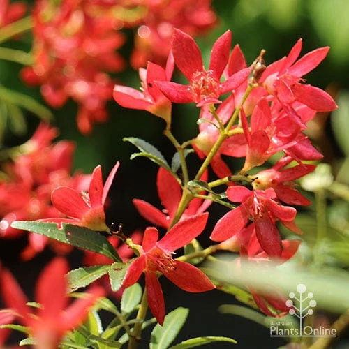 Ceratopetalum Shiraz - Christmas Bush 5 Ceratopetalum Shiraz - Christmas Bush - Image 3