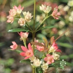 Ceratopetalum Shiraz - Christmas Bush 13 Ceratopetalum Shiraz - Christmas Bush -Green Plant Corner apo shiraz christmas bush true flowers