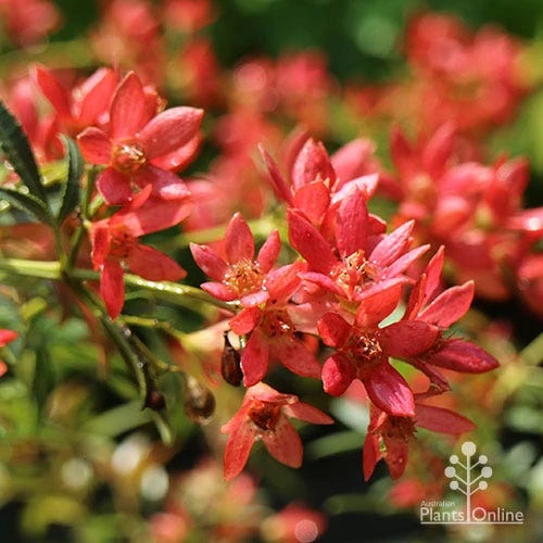 Ceratopetalum Shiraz - Christmas Bush 3 Ceratopetalum Shiraz - Christmas Bush