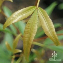 Ceratopetalum Shiraz - Christmas Bush 16 Ceratopetalum Shiraz - Christmas Bush -Green Plant Corner apo shiraz new leaf