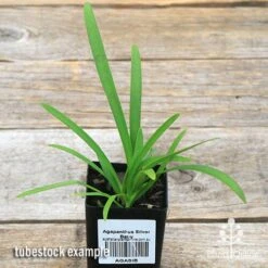 Agapanthus Silver Baby -Green Plant Corner apo silver baby tubestock