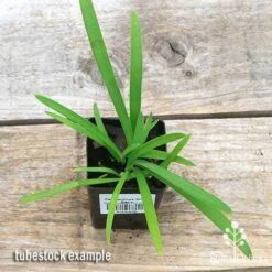 Agapanthus Silver Baby -Green Plant Corner apo silver baby tubestock top