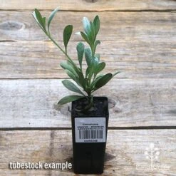 Convolvulus Cneorum - Silverbush 13 Convolvulus Cneorum - Silverbush -Green Plant Corner apo silverbush tubestock top