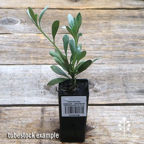 Convolvulus Cneorum - Silverbush 6 Convolvulus Cneorum - Silverbush - Image 4