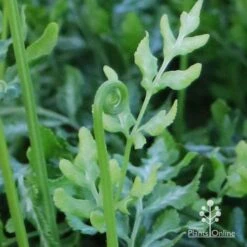 Pteris - Slender Brake Fern 22 Pteris - Slender Brake Fern -Green Plant Corner apo slender pteris curl