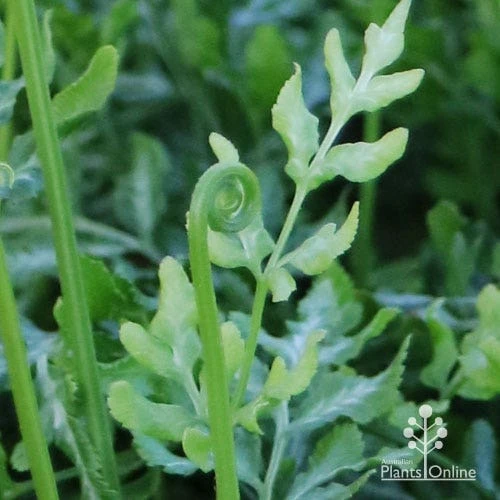 Pteris - Slender Brake Fern 12 Pteris - Slender Brake Fern - Image 10