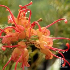 Grevillea Soopa Doopa -Green Plant Corner apo soopa doopa closeup