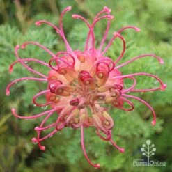 Grevillea Soopa Doopa -Green Plant Corner apo soopa doopa full open