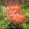Grevillea Soopa Doopa -Green Plant Corner apo soopa doopa pair