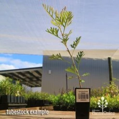 Grevillea Soopa Doopa -Green Plant Corner apo soopa doopa tubestock