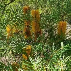 Banksia Spinulosa - Hairpin Banksia -Green Plant Corner apo spinulosa flowers2