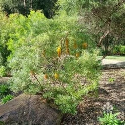 Banksia Spinulosa - Hairpin Banksia -Green Plant Corner apo spinulosa in winter