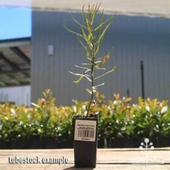 Banksia Spinulosa - Hairpin Banksia -Green Plant Corner apo spinulosa tubestock