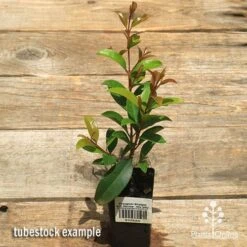 Syzygium Straight And Narrow - Lilly Pilly -Green Plant Corner apo straight and narrow syzygium tubestock