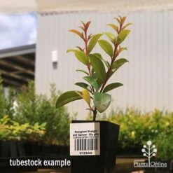 Syzygium Straight And Narrow - Lilly Pilly -Green Plant Corner apo straight and narrow tubestock