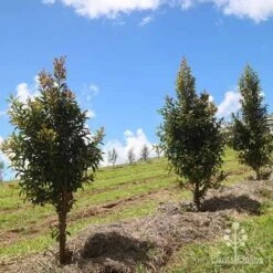 Syzygium Straight And Narrow - Lilly Pilly -Green Plant Corner apo straight narrow nursery planting