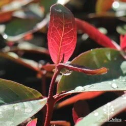 Eucalyptus Olida - Strawberry Gum -Green Plant Corner apo strawberry gum dewdrop