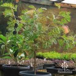 Grevillea Strawberry Pops 26 Grevillea Strawberry Pops -Green Plant Corner apo strawberry pops grevillea motherstock pot