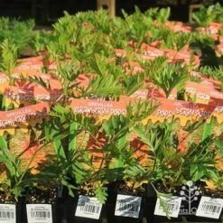 Grevillea Strawberry Pops 35 Grevillea Strawberry Pops -Green Plant Corner apo strawberry pops grrevillea tubestock branded
