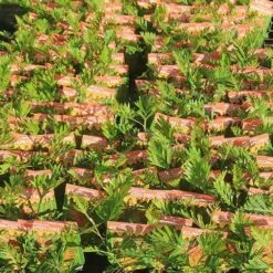 Grevillea Strawberry Pops 41 Grevillea Strawberry Pops -Green Plant Corner apo strawberry pops grrevillea tubestock labelled