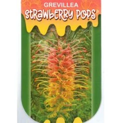 Grevillea Strawberry Pops 40 Grevillea Strawberry Pops -Green Plant Corner apo strawberry pops label